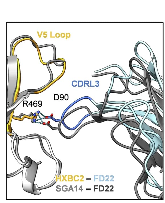 Open access visualization of Protein Structure, FD22 Fab, HXBc2 SOSIP, SGA14 SOSIP, Structural Alignment