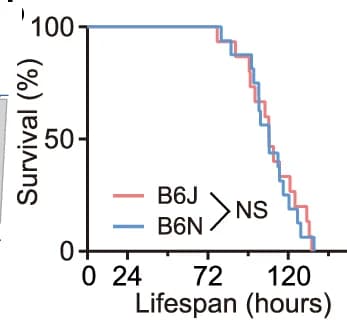 Open access visualization of Survival Curve, Survival Analysis, SWAM, Mice, C57BL/6 J