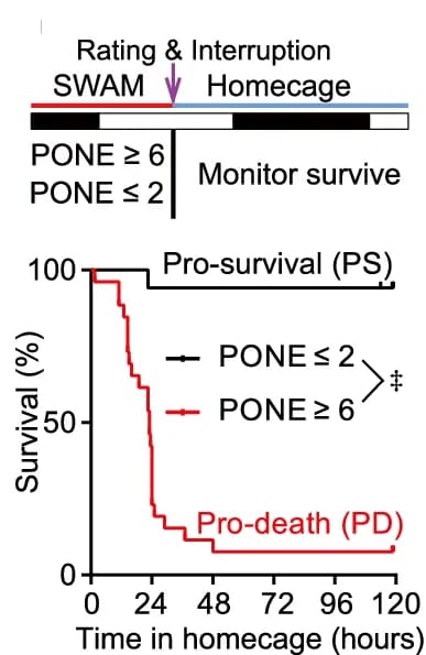 Open access visualization of Survival Curve, Line Step, Survival Analysis, SWAM, Interruption Test