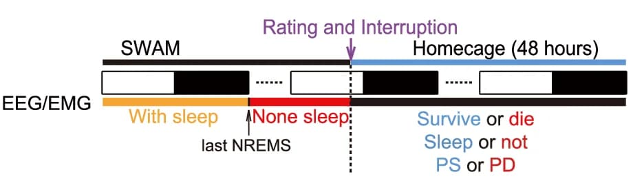 Open access visualization of Workflow, Flowchart, SWAM Interruption Test, Paradigm