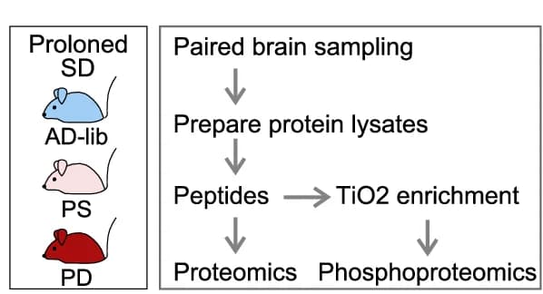 Open access visualization of Workflow, Illustration, Experimental Design, Proteomic, Phosphoproteomic