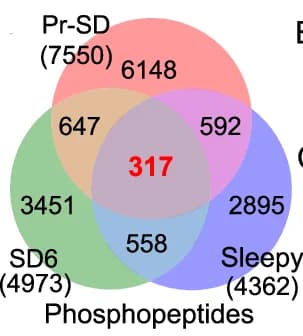 Open access visualization of Venn Diagram, Phosphopeptides, PD/PS, PD/AD, Pr-SD