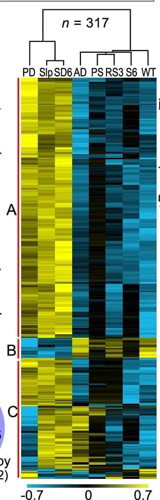 Open access visualization of Heatmap, Clustered, Hierarchical Cluster, Classification Analysis, Phosphopeptides