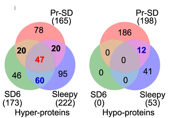 Open access visualization of Venn Diagram, Hyper-phosphoproteins, Hypo phosphoproteins