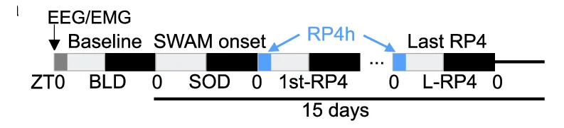 Open access visualization of Workflow, Illustration, Recovery Period, Experiment