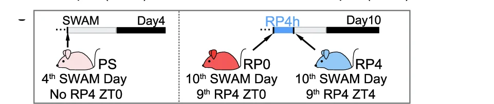 Open access visualization of Workflow, Illustration, Phosphoproteomic Study, Recovery Period