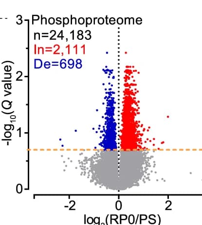 Open access visualization of Volcano Plot, Scatter Plot, Phosphorylation Changes, RP0/PS Group