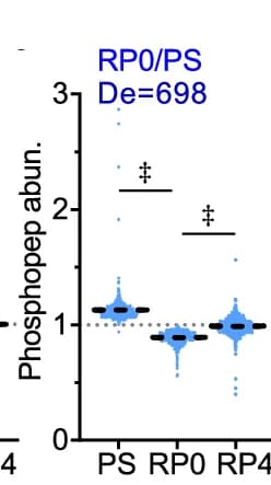 Open access visualization of Violin Plot, Mean Abundance Analysis, Phosphopeptides, RP0/PS Comparison