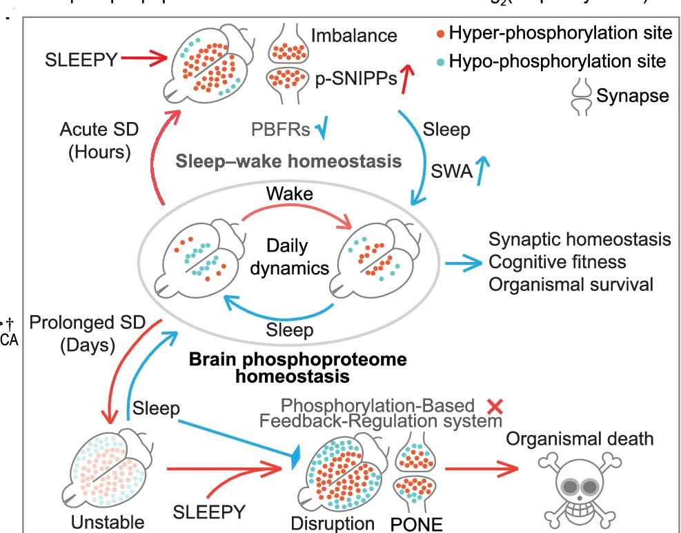 Open access visualization of Workflow, Illustration, Brain Phosphoproteome, Sleep Regulation, Homeostasis