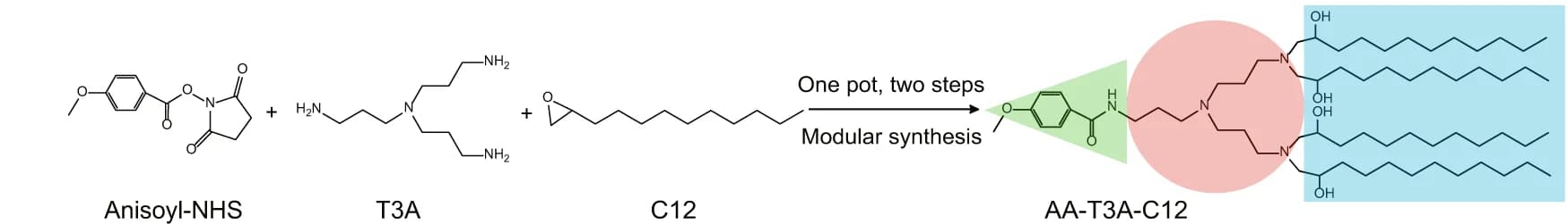 Open access visualization of Workflow, Chemical Structure, AA-lipidoids, Synthesis, Anisoyl-NHS