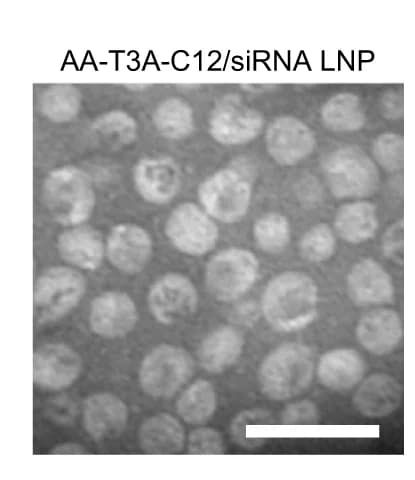 Open access visualization of Microscopy, TEM image, AA-T3A-C12/siRNA LNP