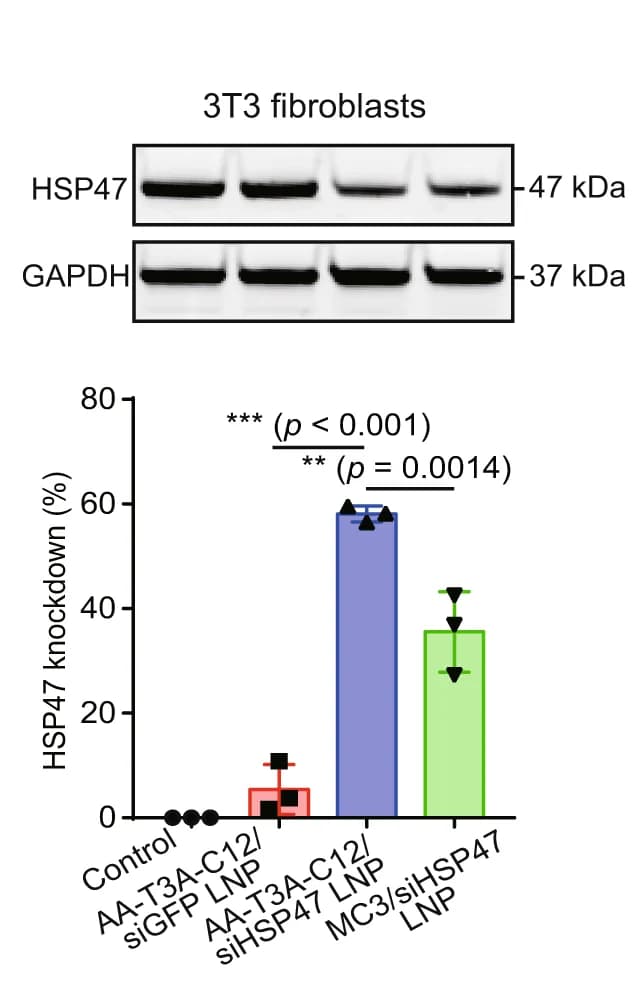 Open access visualization of Bar Plot, Error Bars, Western Blot, HSP47, Fibroblasts