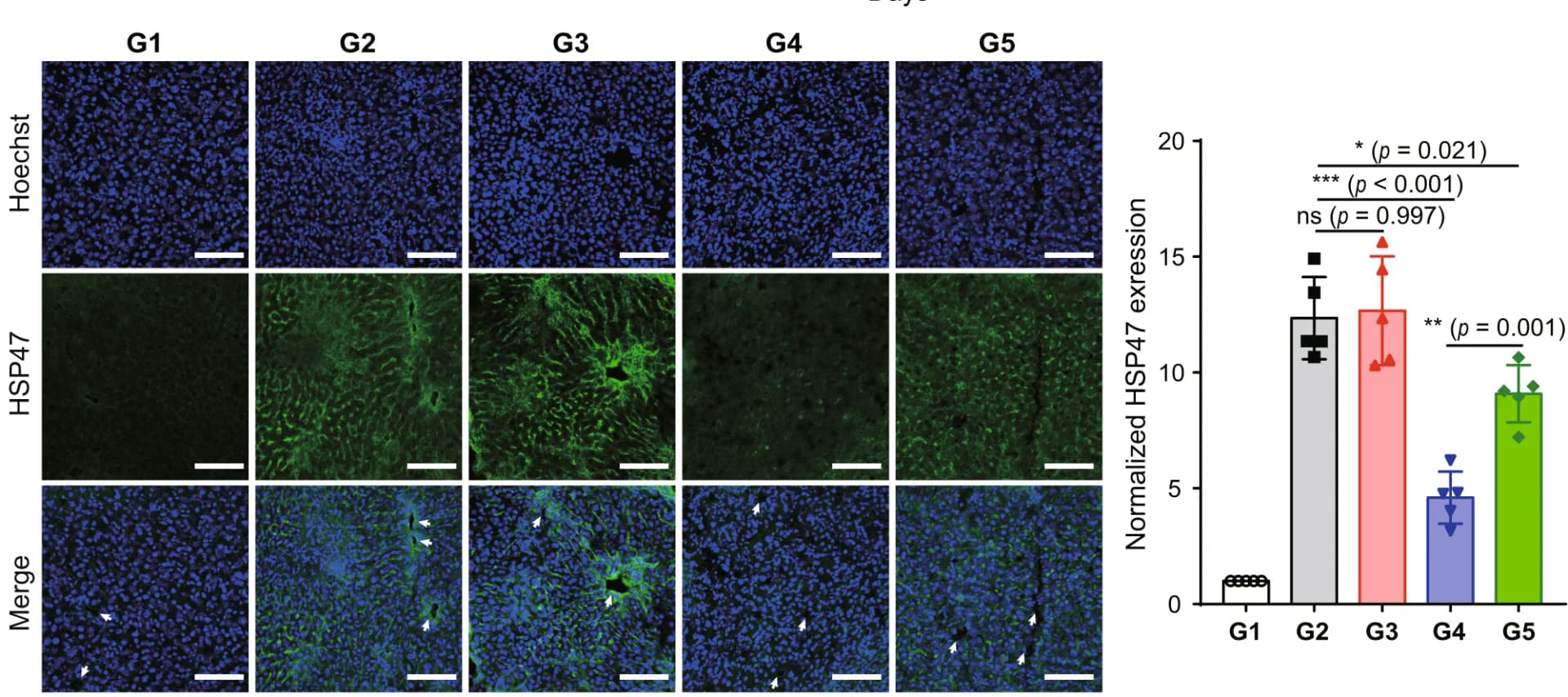 Open access visualization of Bar Plot, Error Bars, Microscopy, Photo, IF staining