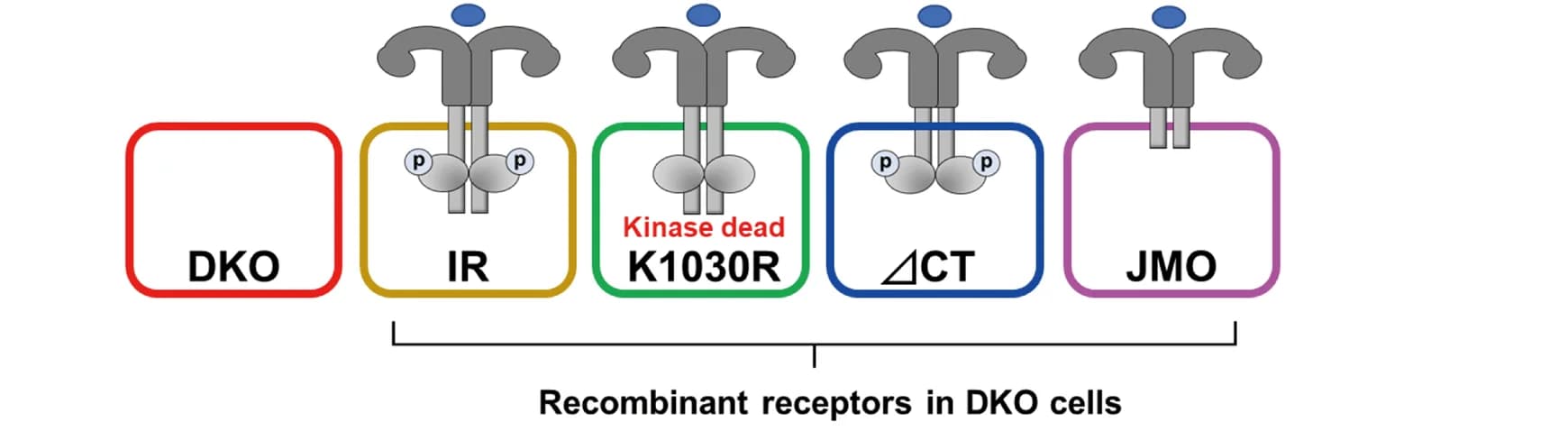 Open access visualization of Illustration, Workflow, Preadipocytes, Mutated IR, Intracellular Domain