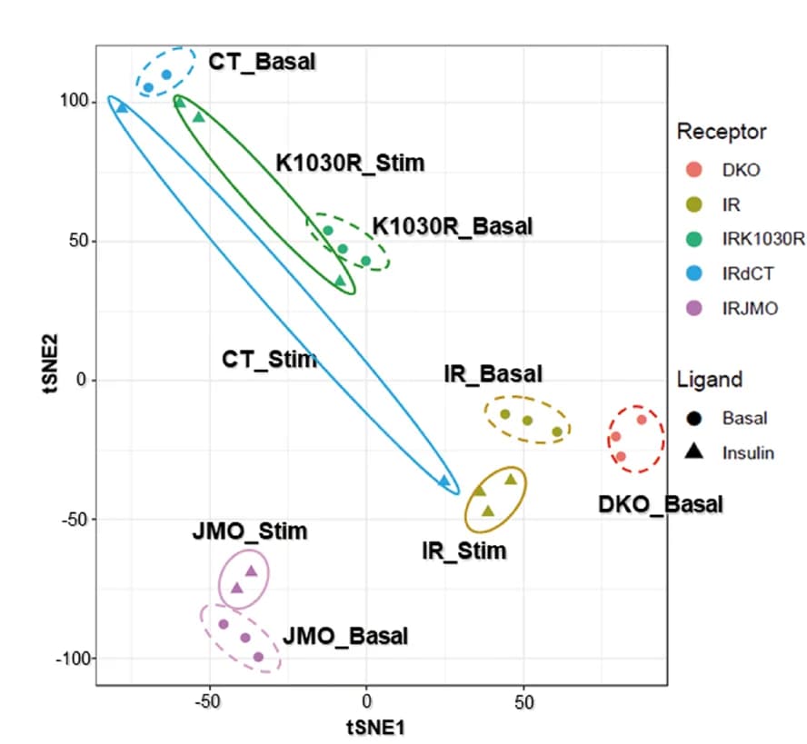 Open access visualization of Scatter Plot, UMAP, T-distributed Stochastic Neighbor Embedding, Phosphosites, LC-MS/MS
