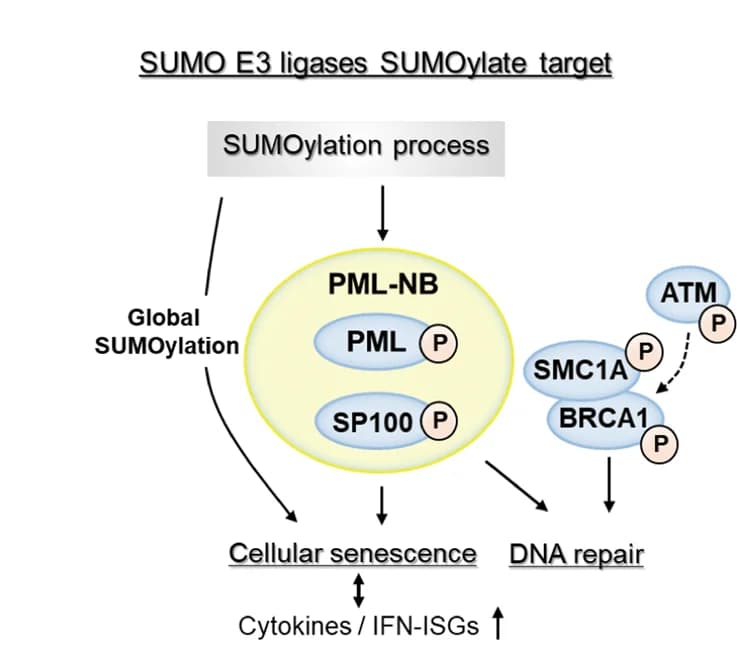 Open access visualization of Workflow, Flowchart, Illustration, SUMO E3 ligases, SUMOylate target proteins pathway