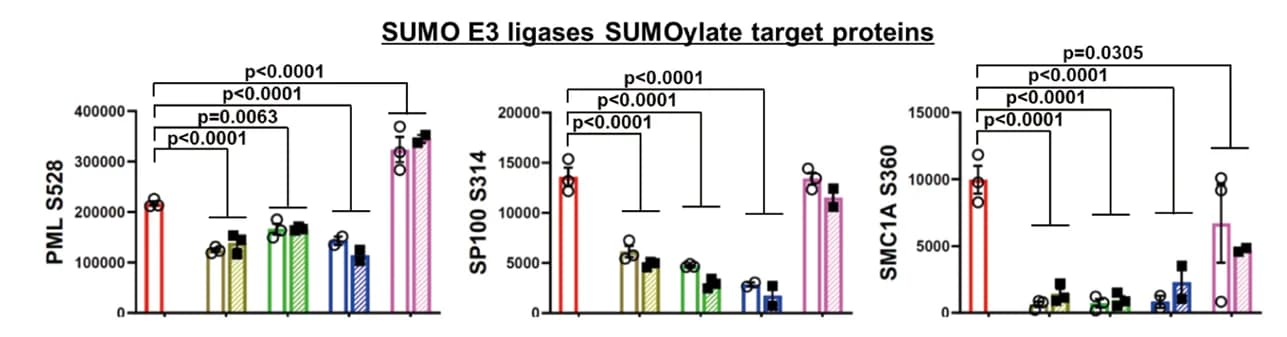 Open access visualization of Bar Plot, Error Bars, Phosphosites, SUMO E3 ligases, SUMOylate target proteins pathway