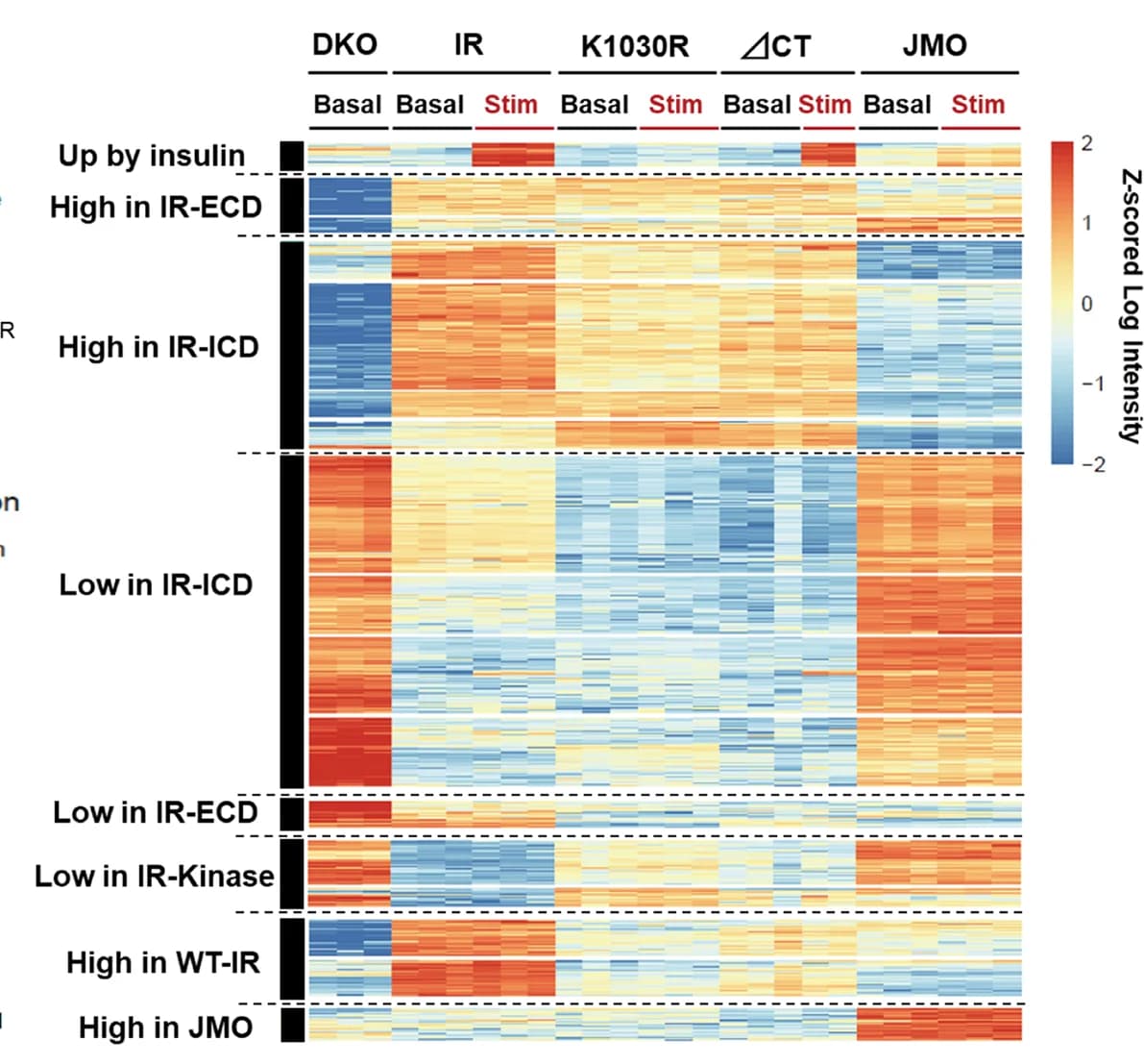 Open access visualization of Heatmap, Hierarchical Clustering, Regulated Genes, DKO Cells, IR Cells