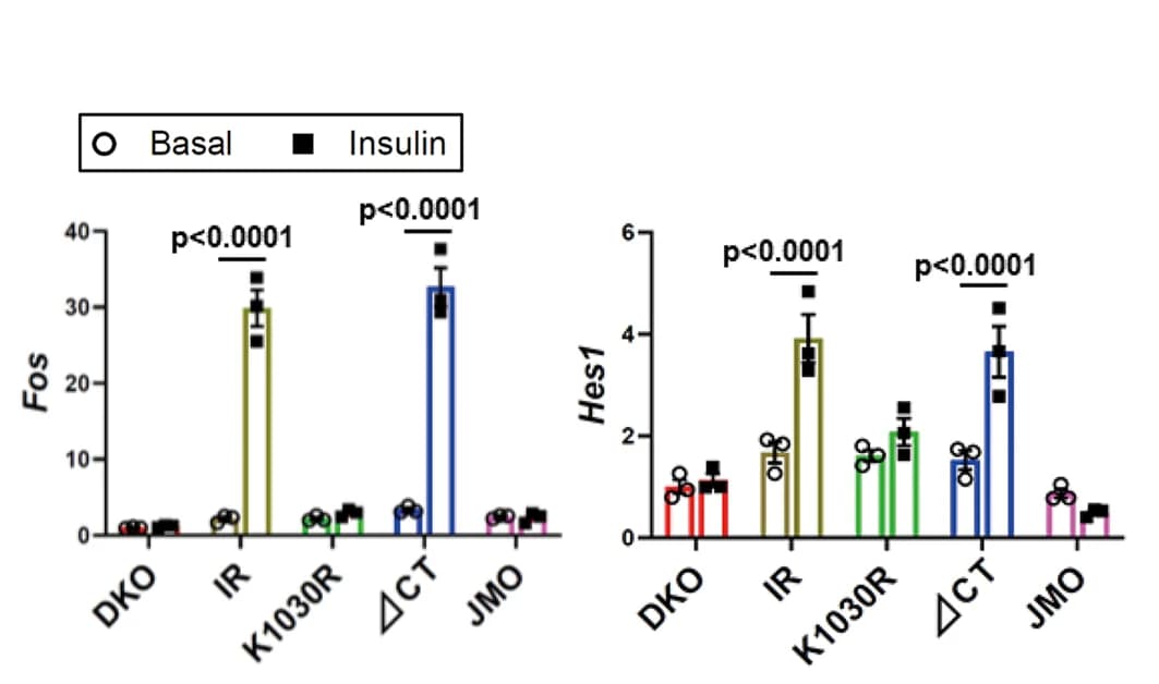 Open access visualization of Bar Plot, Error Bars, qPCR, Gene Expression, Basal State