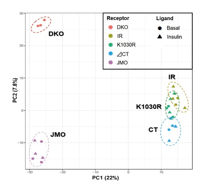 Open access visualization of Scatter Plot, PCA, Proteome, DKO Cells, IR Cells