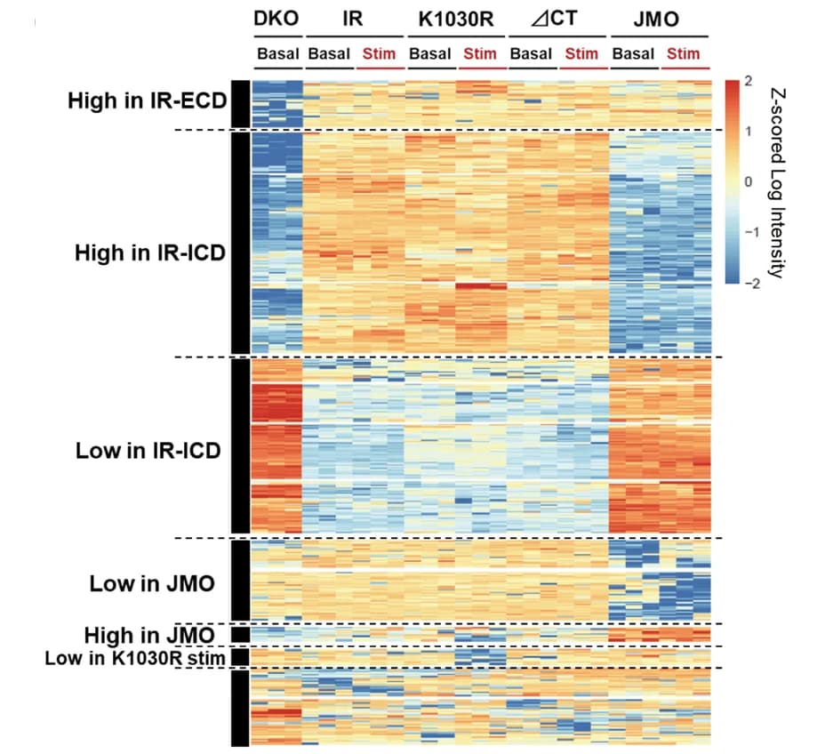 Open access visualization of Heatmap, Hierarchical Clustering, Regulated Proteins, DKO Cells, IR Cells