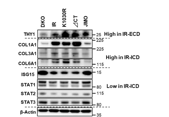 Open access visualization of Gel, Immunoblotting, THY1, COL1A1, COL3A1