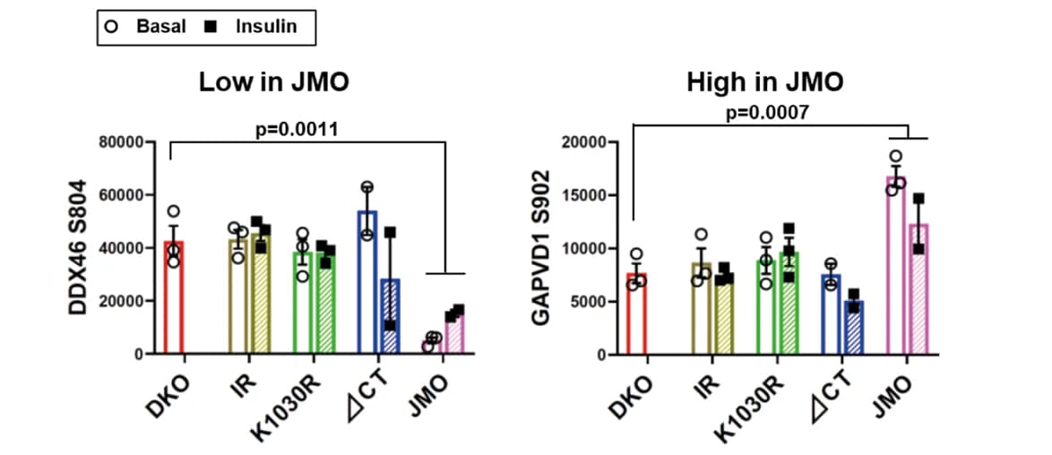 Open access visualization of Bar Plot, Error Bars, Clustered, Phosphosites, Enriched Pathways