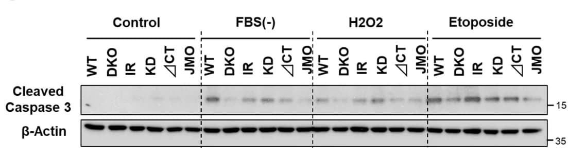 Open access visualization of Gel, Immunoblotting, Cleaved Caspase 3, WT Cells, DKO Cells