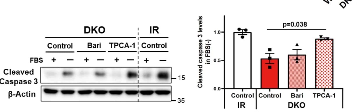 Open access visualization of Bar Plot, Error Bars, Gel, Immunoblotting, Cleaved Caspase 3