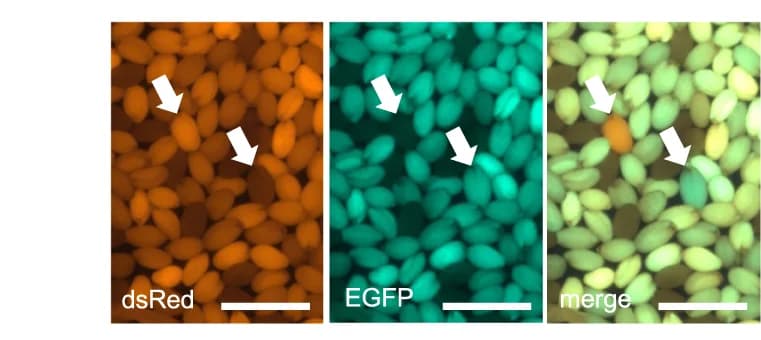 Open access visualization of Microscopy, Recombinants, Col-ChP, L er, F2 Seeds