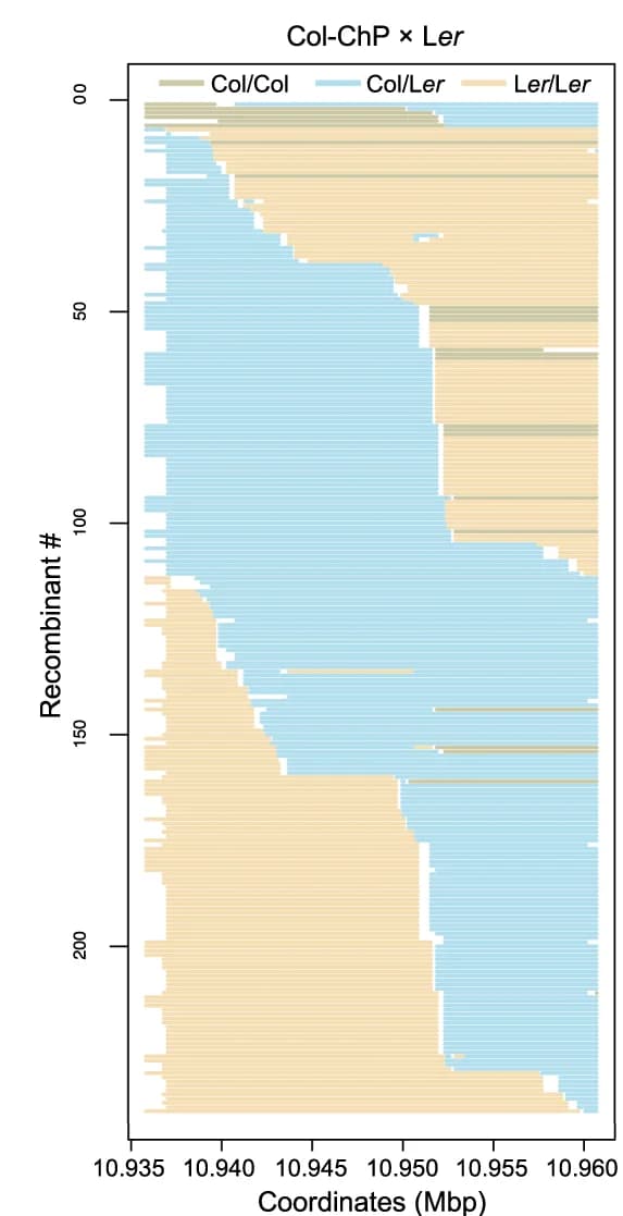 Open access visualization of Stacked Bar Plot, Genotypes, Col-ChP, L er, Recombinants