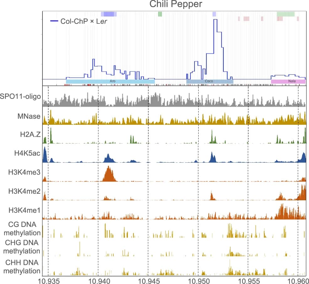 Open access visualization of Line Plot, Bar Plot, SPO11-1-oligonucleotides, Nucleosome occupancy, H2A.Z
