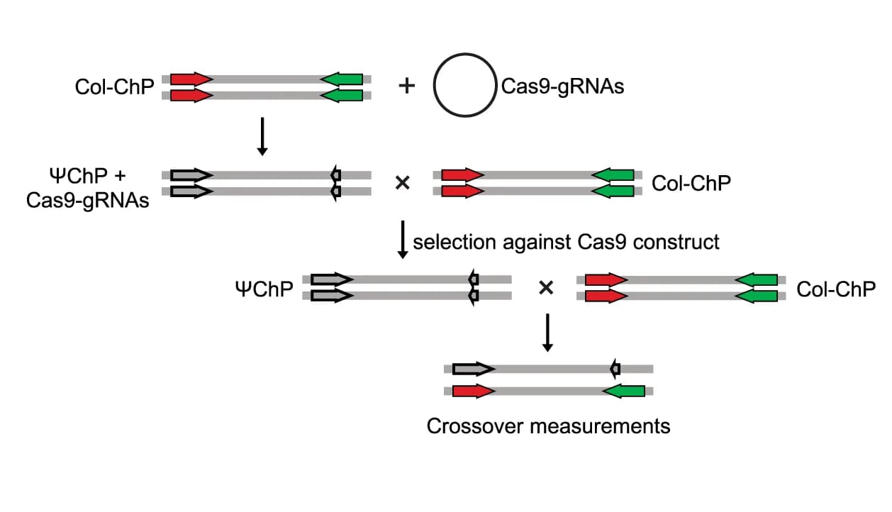 Open access visualization of Workflow, Flowchart, Illustration, Col-pseudo-ChP, Cas9 sgRNAs