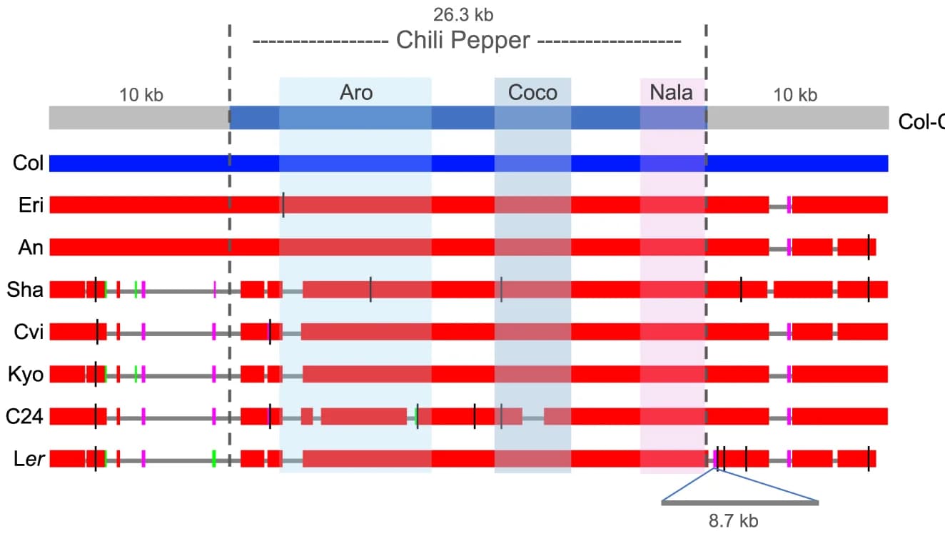Open access visualization of Illustration, ChP Region, Arabidopsis Accessions, Col, Homologous Sequences