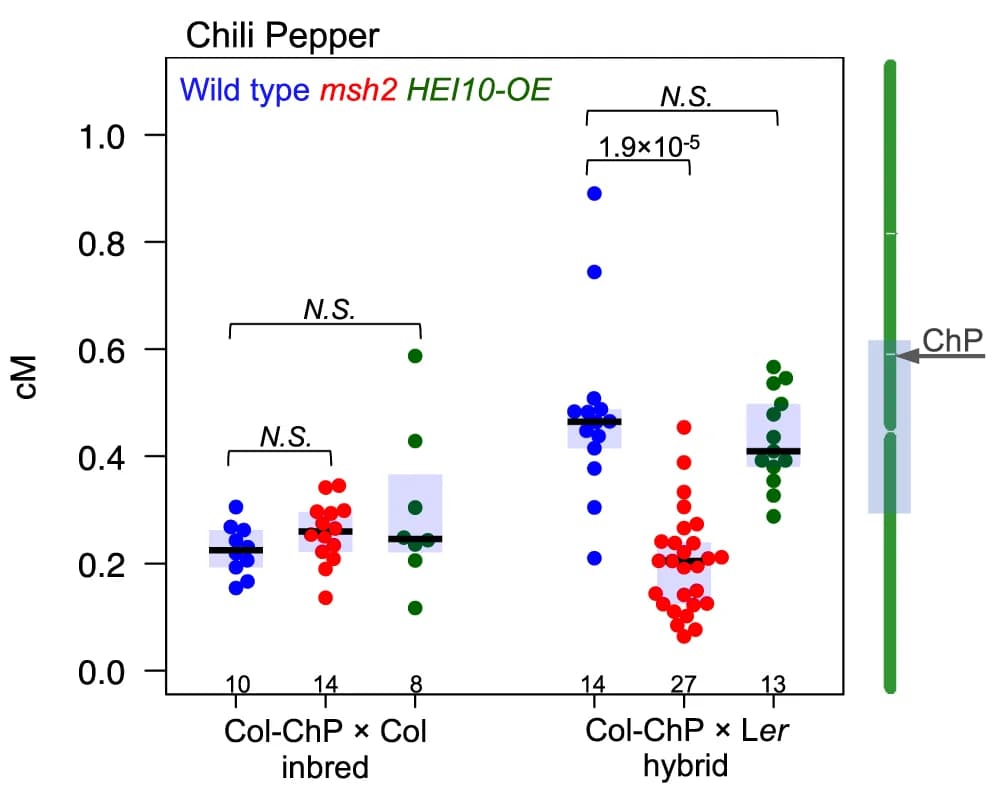 Open access visualization of Scatter Plot, Box Plot, CO frequency, Col-ChP, Col inbreds