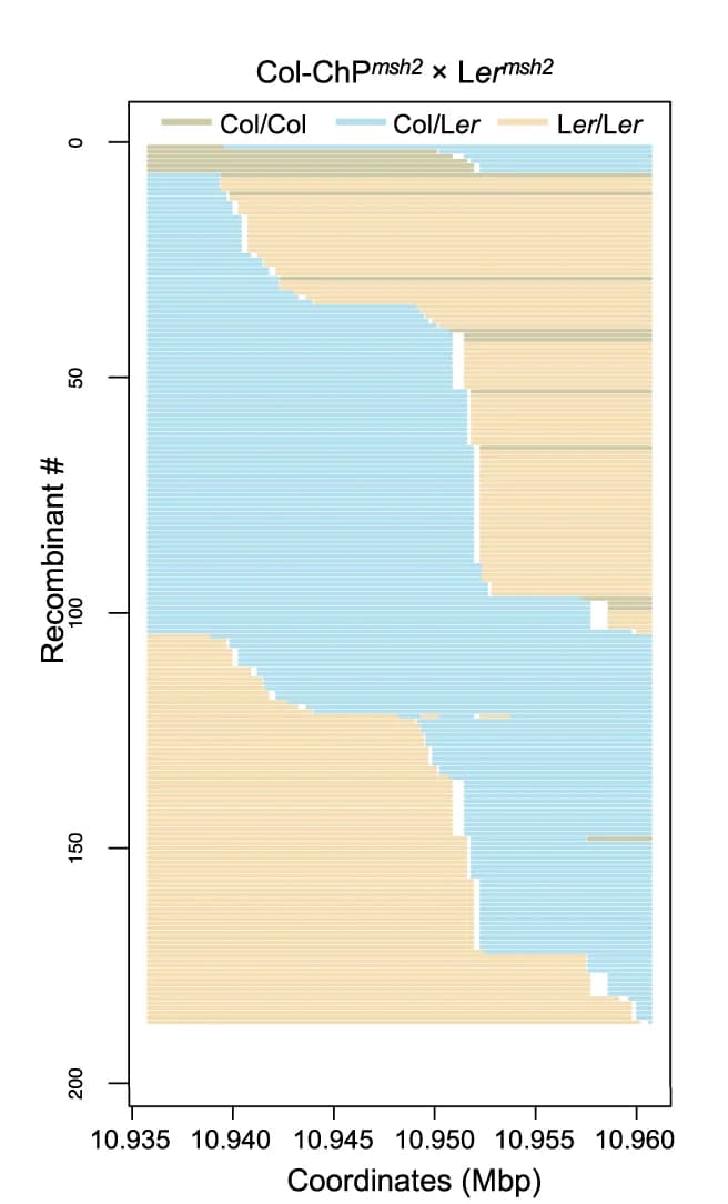 Open access visualization of Stacked Bar Plot, Genotypes, Col-ChP, msh2, L er