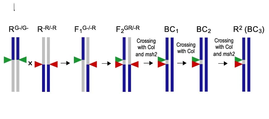 Open access visualization of Workflow, Flowchart, R2 Lines, Recombinants, Seeds