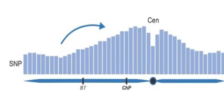 Open access visualization of Bar Plot, Histogram, MSH2, Arabidopsis, Crossovers