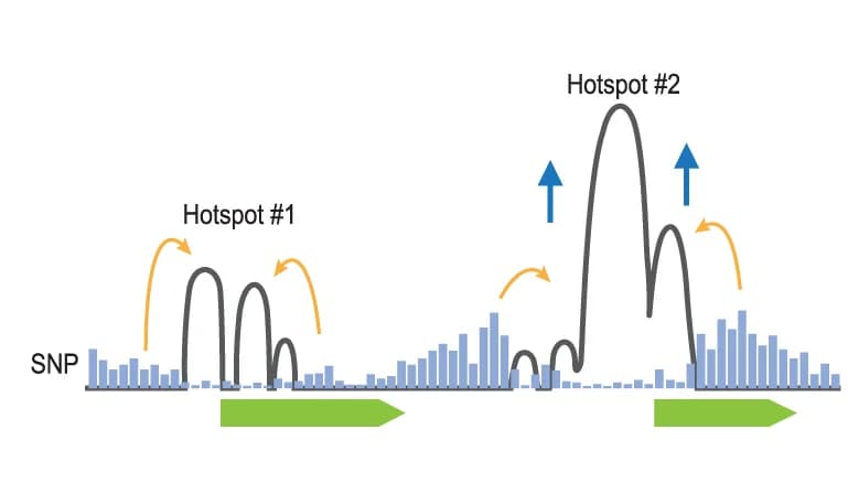 Open access visualization of Line Plot, Bar Plot, Kilobase Scale, Hotspots, SNP-Rich Regions