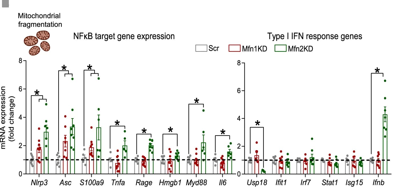 Open access visualization of Bar Plot, Error Bars, Scatter Plot, NFkB target gene, Type I IFN response gene