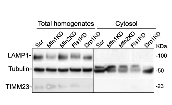 Open access visualization of Gel, Immunoblot, LAMP1, TIMM23, Tubulin
