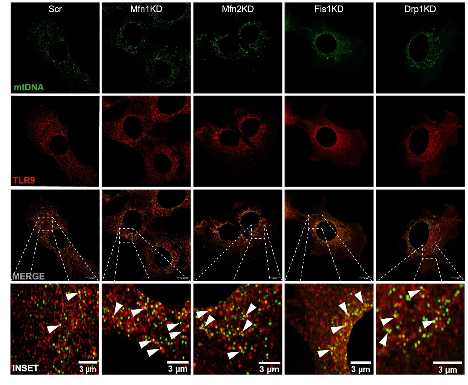 Open access visualization of Microscopy, dsDNA, mtDNA, TLR9, Myoblasts