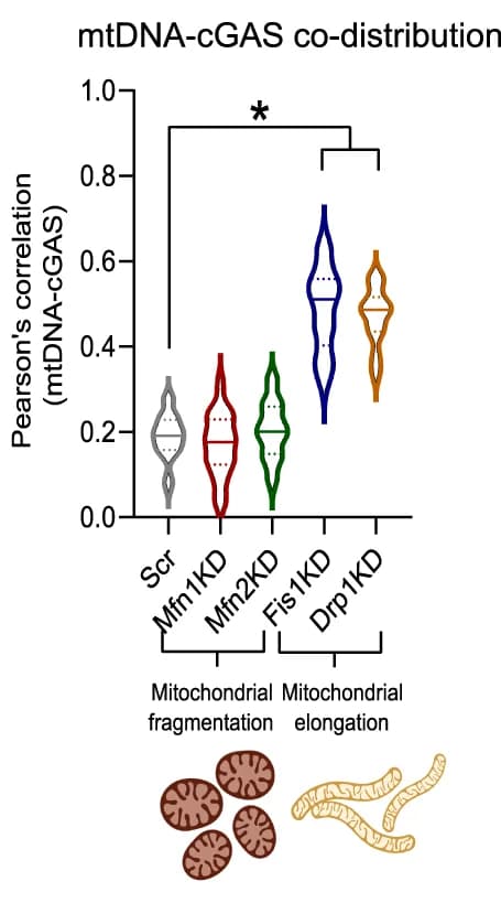 Open access visualization of Violin Plot, mtDNA, cGAS, Pearson's correlation, ANOVA