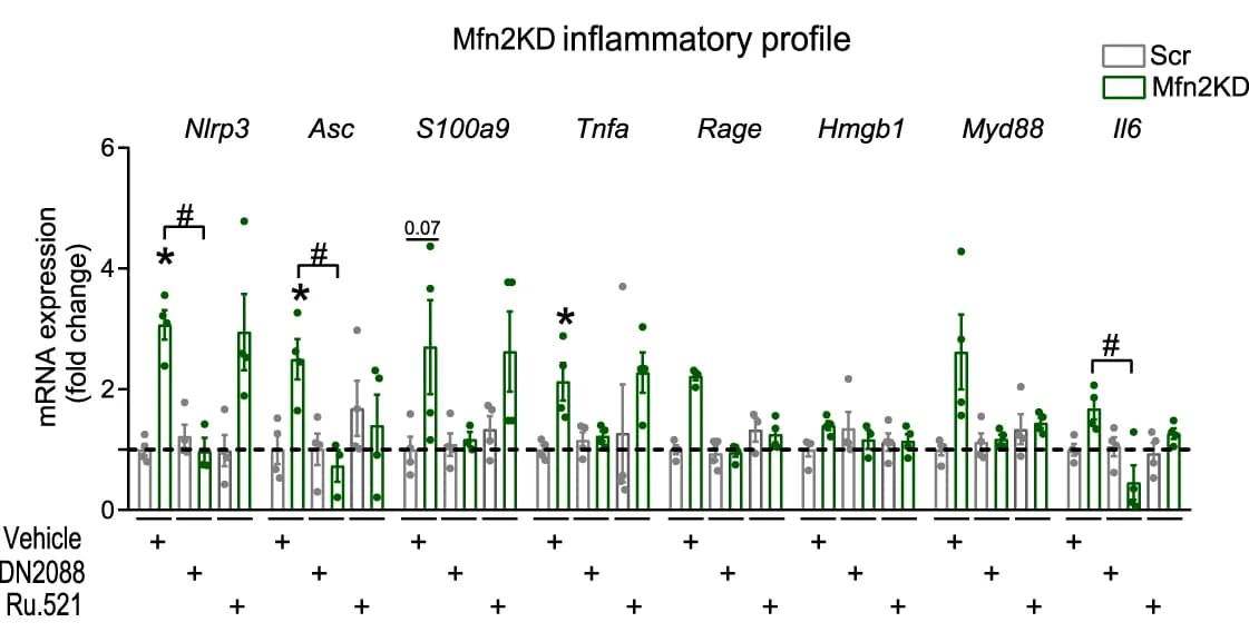 Open access visualization of Bar Plot, Error Bars, Clustered, Scatter Plot, Mfn2KD Myoblasts