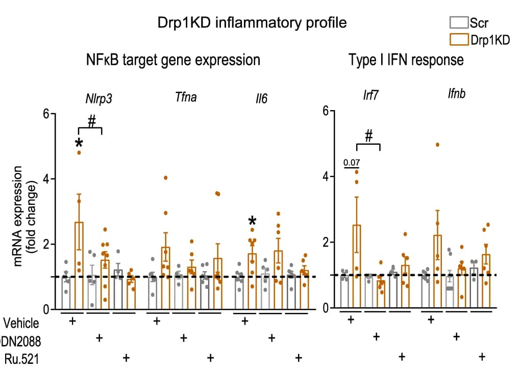 Open access visualization of Bar Plot, Error Bars, Scatter Plot, Drp1KD Myoblasts, ODN2088