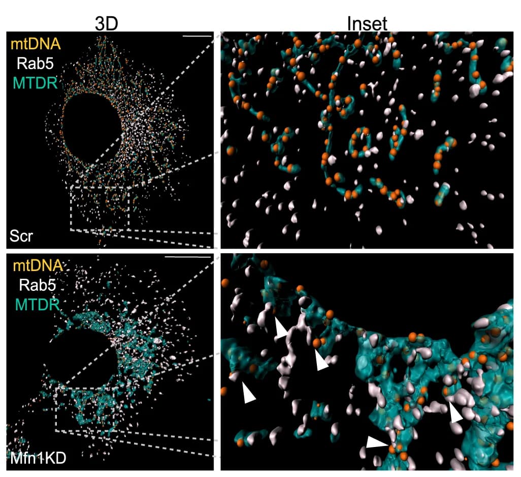 Open access visualization of 3D Plot, 3D reconstructions, Immunostainings, dsDNA, Mitochondria