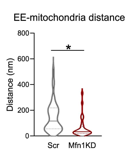 Open access visualization of Violin Plot, Distance, Early endosomes, Mitochondria, Myoblasts