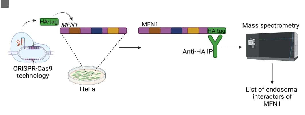 Open access visualization of Workflow, Illustration, MFN1-HA HeLa cell line, HA immunoprecipitation, Mass spectrometry analysis