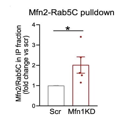 Open access visualization of Bar Plot, Error Bars, Mfn2, Rab5C, Ratio
