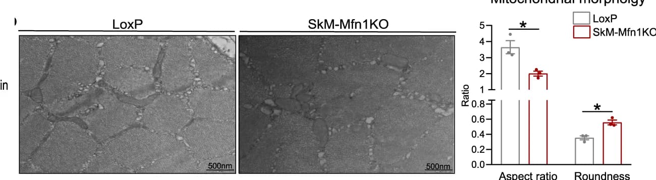 Open access visualization of Microscopy, Bar Plot, Error Bars, TEM Images, Cross-sectional Sections